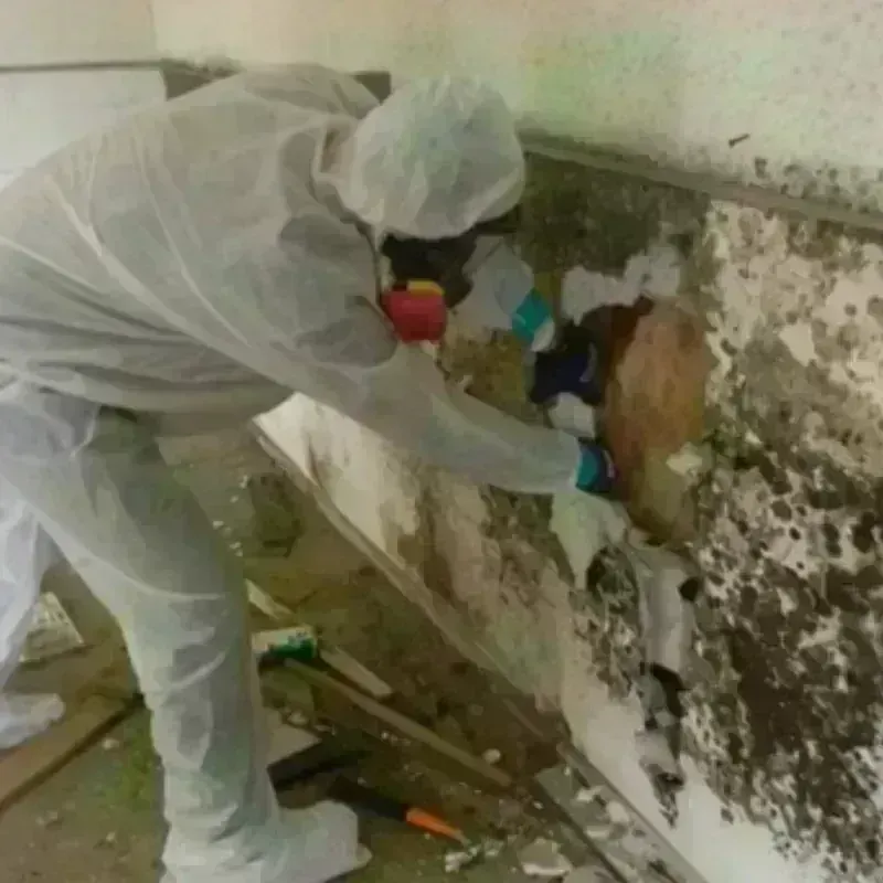 Mold Remediation and Removal in Mill City, OR